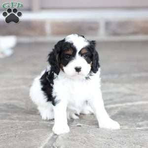 River, Cavapoo Puppy